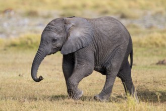 African elephant (Loxodonta africana), small young, baby elephant, Amboseli National Park, Rift