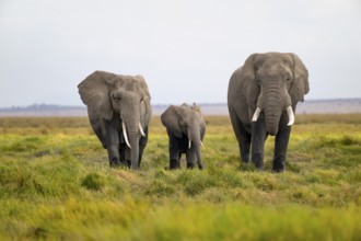 African elephant (Loxodonta africana), three animals in Longinye Swamp, Amboseli National Park,