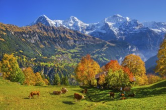 Autumn landscape in the hamlet of Sulwald with views of Wengen and Eiger 3967m, Mönch 4110m and