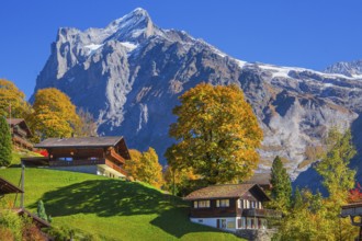 Typical rural and holiday homes with Wetterhorn 3690m in autumn, Grindelwald, Lütschinental,