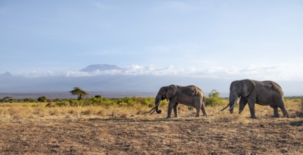Two African elephants (Loxodonta africana) in a picturesque savanna landscape with the summit of