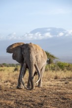 African elephant (Loxodonta africana) in picturesque savanna landscape with the summit of Mount