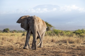 African elephant (Loxodonta africana) in picturesque savanna landscape with the summit of Mount