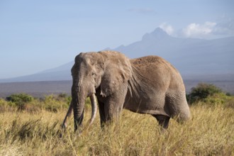 African elephant (Loxodonta africana) in picturesque savanna landscape with the summit of Mount