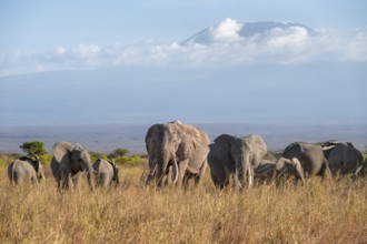 Group of African elephants (Loxodonta africana) in picturesque savanna landscape with the summit of