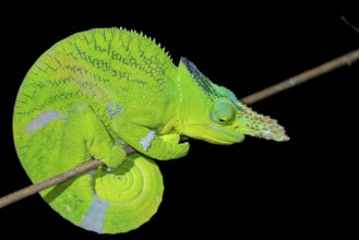 Matschie’s two-horned chamaeleon (Kinyongia matschiei), adult male, chameleon on a branch at night,
