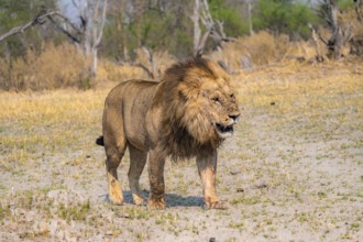 Lion (Panthera leo), adult male walking, Moremi Game Reserve, Botswana