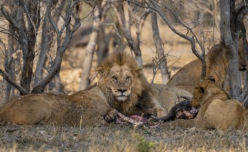 Lion (Panthera Leo) with kill, pack eats captured buffalo, adult male with prey, Moremi Game