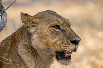 Lion (Panthera leo), adult female, animal portrait, Moremi Game Reserve, Botswana