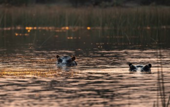 Two hippos (Hippopatamus amphibius) in the river at sunset, Thamalakane River, Okavango Delta,