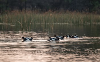 Hippos (Hippopatamus amphibius) in the river at sunset, Thamalakane River, Okavango Delta, Botswana
