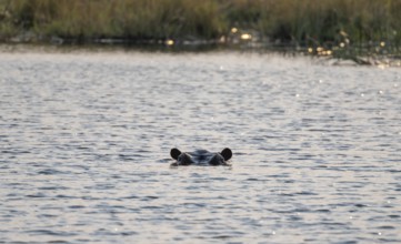 Hippopotamus (Hippopatamus amphibius) in the river at sunset, Thamalakane River, Okavango Delta,