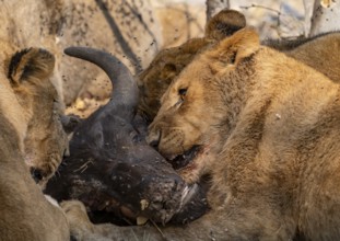 Lion (Panthera Leo) with kill, pack eats captured buffalo, young lion eats on the head of the