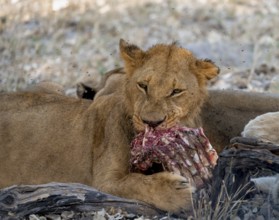 Lion (Panthera Leo) with kill, juvenile male eats the ribs of the captured buffalo, Moremi Game