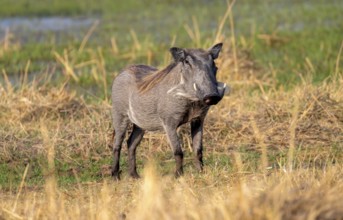 Common Warthog (Phacochoerus africanus), Moremi Game Reserve, Botswana