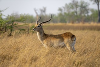Letschwe or litchi bog antelope (Kobus leche), adult male, in tall dry grass, Okavango Delta,