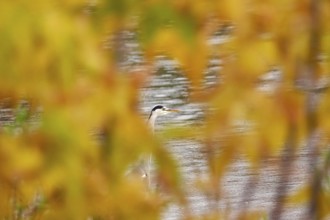 Grey heron, autumn, Germany