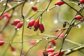 Rose hips with raindrops, autumn, Germany