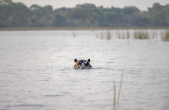 Hippopotamus (Hippopatamus amphibius) in the river, Thamalakane River, Okavango Delta, Botswana