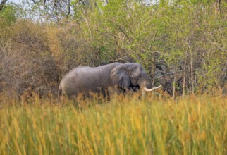 African elephant (Loxodonta africana), on the riverbank between river grass, Thamalakane River,