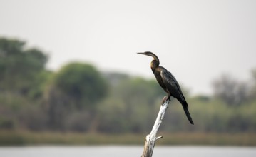African Darter (Anhinga rufa) sitting on a dead tree in the river, Thamalakane River, Okavango