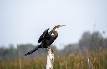 African Darter (Anhinga rufa), sitting on a dead tree, spreading wings, Thamalakane River, Okavango