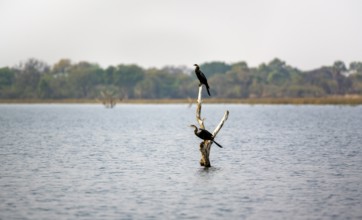 African Darter (Anhinga rufa), two birds sitting on a dead tree in the river, Thamalakane River,