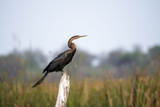 African Darter (Anhinga rufa) sitting on a dead tree, Thamalakane River, Okavango Delta, Botswana