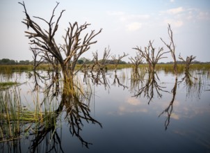 Dead trees are reflected in the river, Thamalakane River, Okavango Delta, Botswana