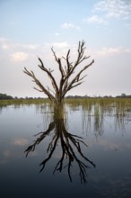 Dead tree reflected in the river, Thamalakane River, Okavango Delta, Botswana