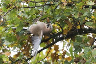 A jay (Garrulus glandarius) collects acorns in an oak tree (Quercus), Hesse, Germany