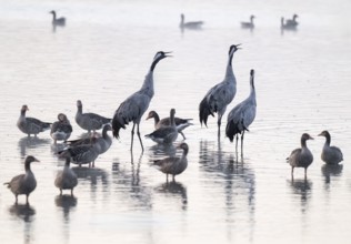 Cranes (Grus grus), cranes and gray geese (Anser anser) stand in the shallow water zone of a lake,