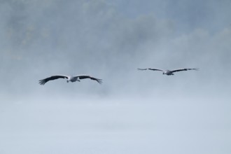 Crane (Grus grus) two cranes flying over a lake, fog, clouds of fog, Lower Saxony, Germany