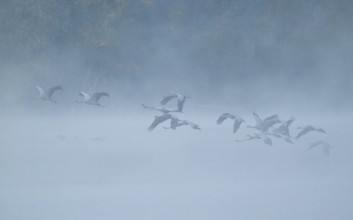 Crane (Grus grus), cranes flying over a lake, fog, clouds of fog, Lower Saxony, Germany