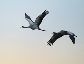 Crane (Grus grus), two cranes flying in the morning light against a warm orange sky, Lower Saxony,