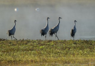Crane (Grus grus), four cranes standing on a wet meadow in a wetland in front of a body of water,