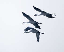 Crane (Grus grus), three cranes flying against a bright sky, Lower Saxony, Germany