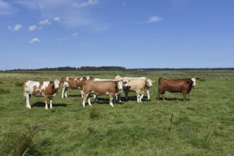 Cattle, on a pasture on the Prerower Strom on the Darß peninsula, Mecklenburg-Western Pomerania,