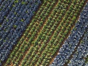 Top down view of red and green cabbage field from a drone, Devon, England, United Kingdom