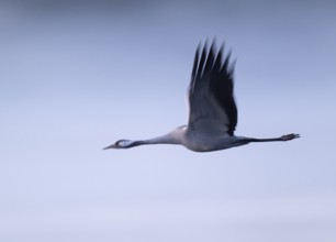 Crane (Grus grus) flying in morning light, motion blur, long exposure, puller, wiping effect, Lower