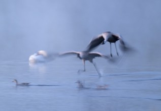 Crane (Grus grus), two cranes flying over a shallow water zone of a lake in morning light, motion