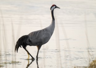 Crane (Grus grus) standing in the shallow water zone of a lake, warm morning light, Lower Saxony,