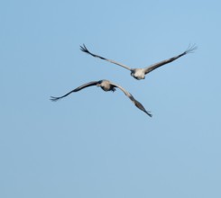 Crane (Grus grus), two cranes in flight, blue sky, Lower Saxony, Germany