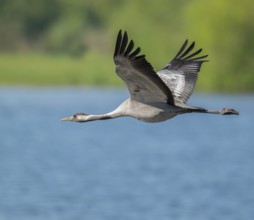 Crane (Grus grus) flying over a lake, blue water, green forest, Lower Saxony, Germany