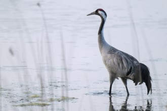 Crane (Grus grus) stands in the shallow water zone of a lake, Lower Saxony, Germany