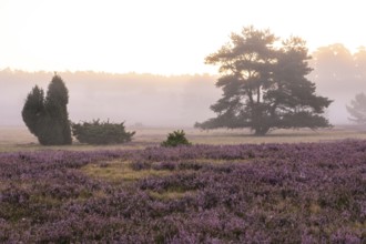 Enchanting morning atmosphere in August with fog in the blooming Lüneburger Heide near