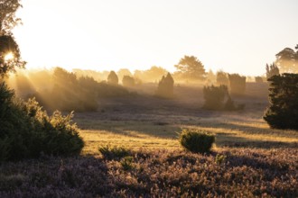 Golden sunbeams over the blooming Lüneburger Heide near Niederhaverbeck