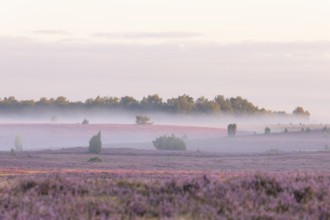 Enchanting fog, morning atmosphere in the blooming Lüneburger Heide near Niederhaverbeck