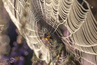 Macro shot of a cross spider in the golden morning light of the blooming Lüneburger Heide