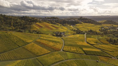 Golden sunset over the glowing autumnal vineyards on the Kappelberg between Fellbach and Stuttgart.